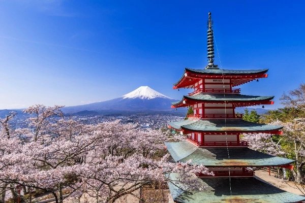 Cherry blossoms frame Japan’s iconic scenery