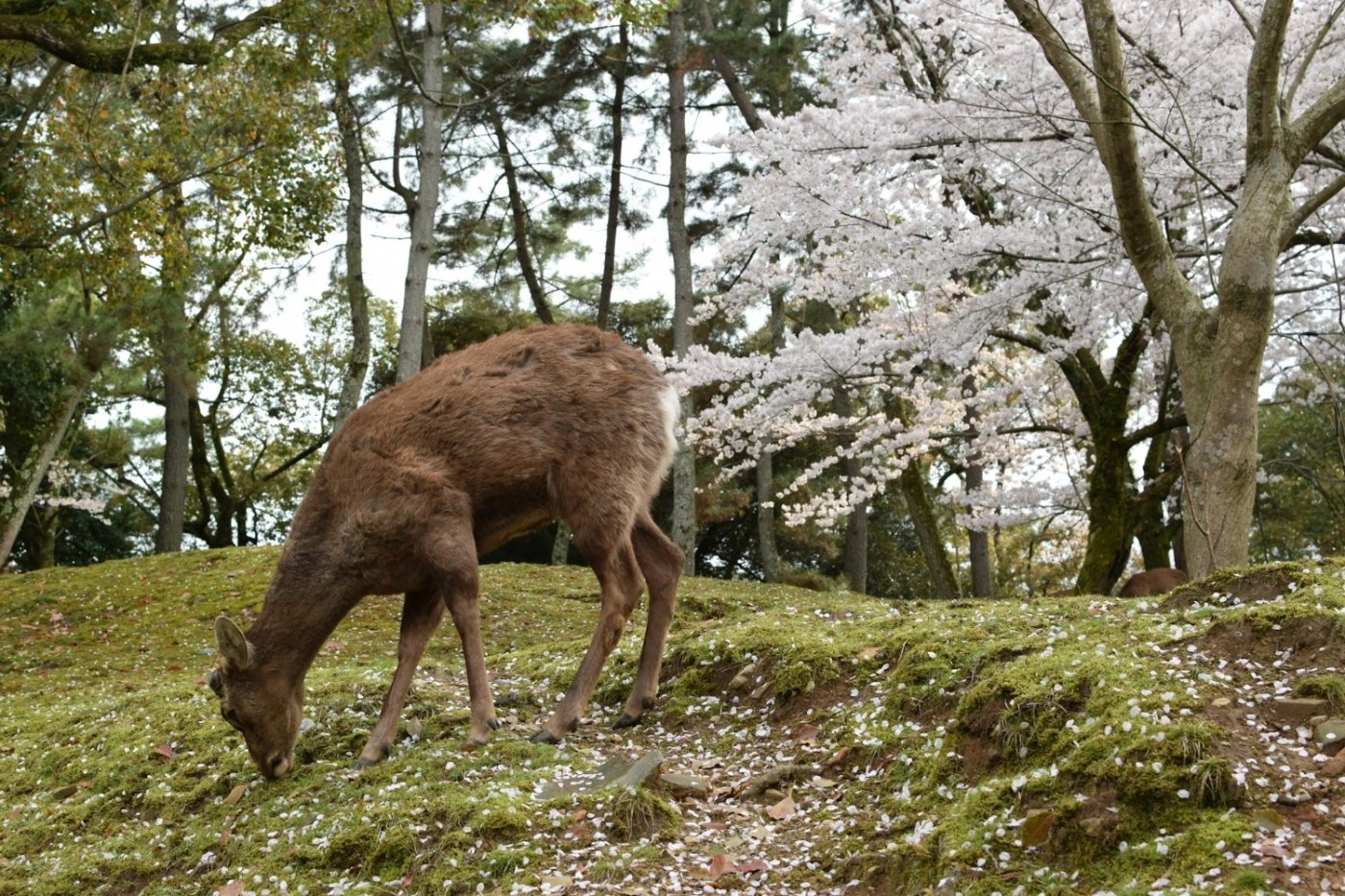 Nara’s Cherry Blossom Season