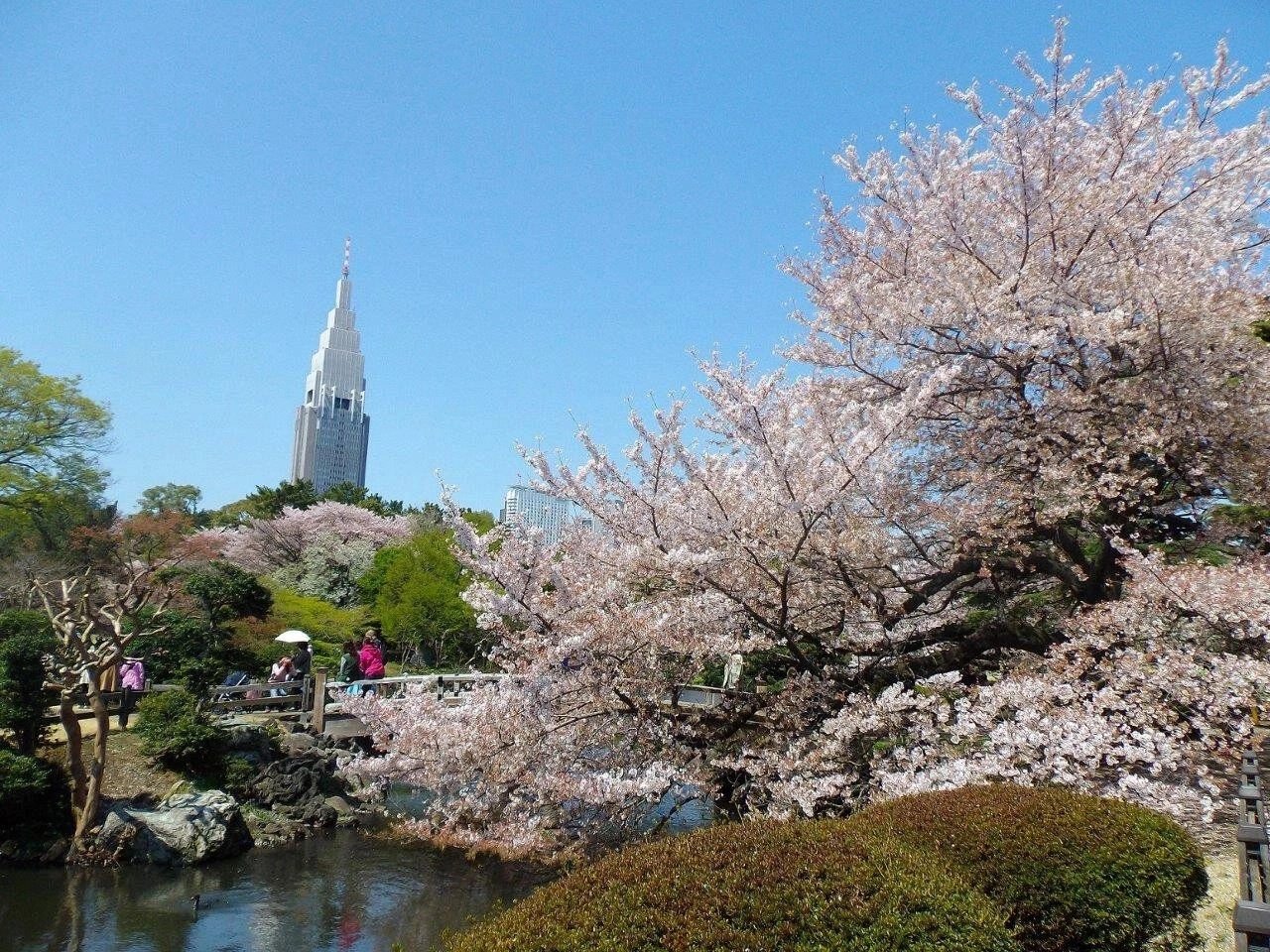 Tokyo’s Cherry Blossom Season
